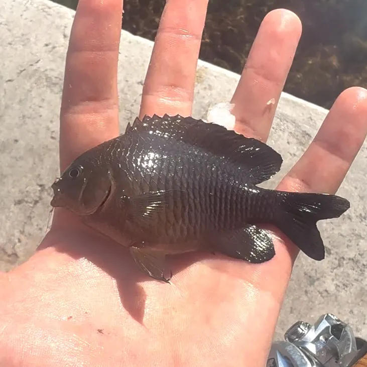 The most recent Dusky damselfish catches on Fishbrain