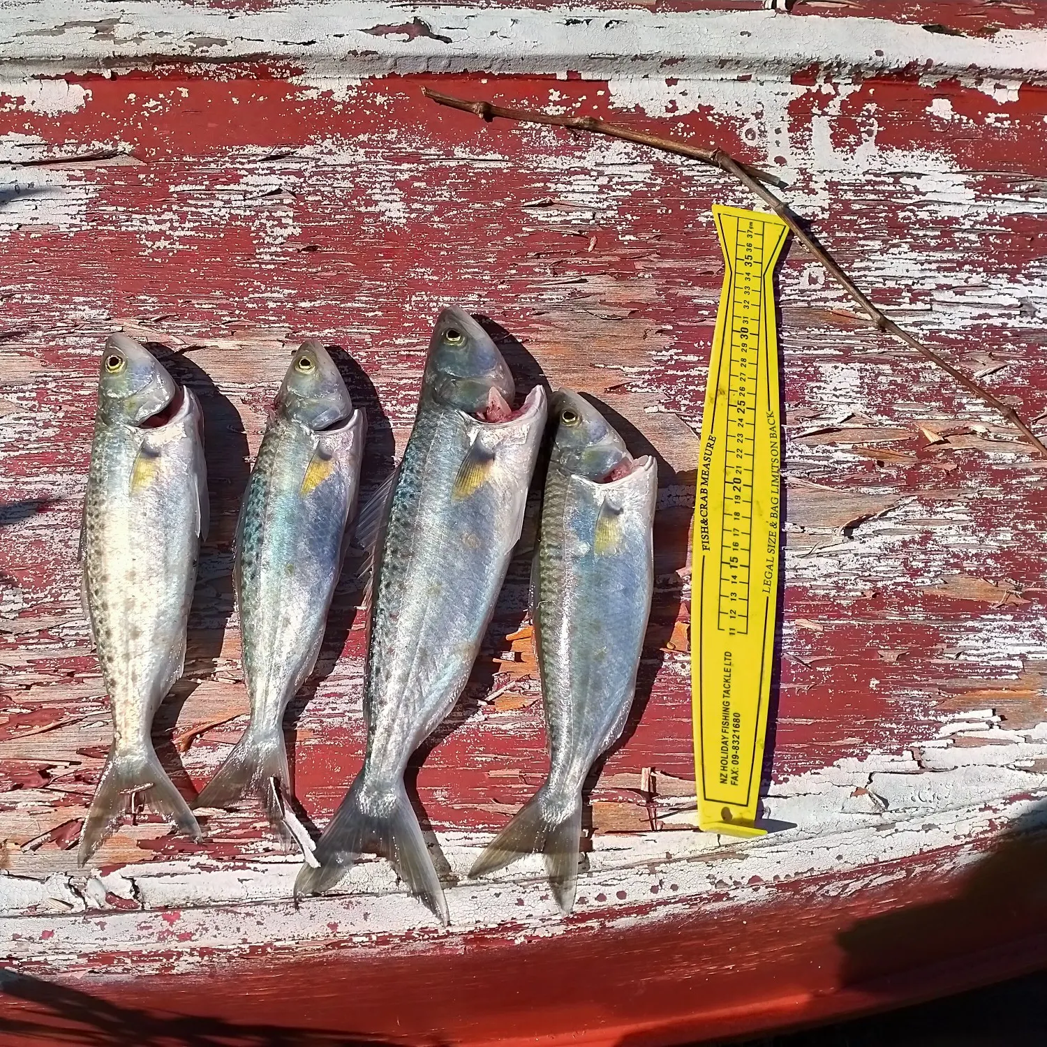 recently logged catches