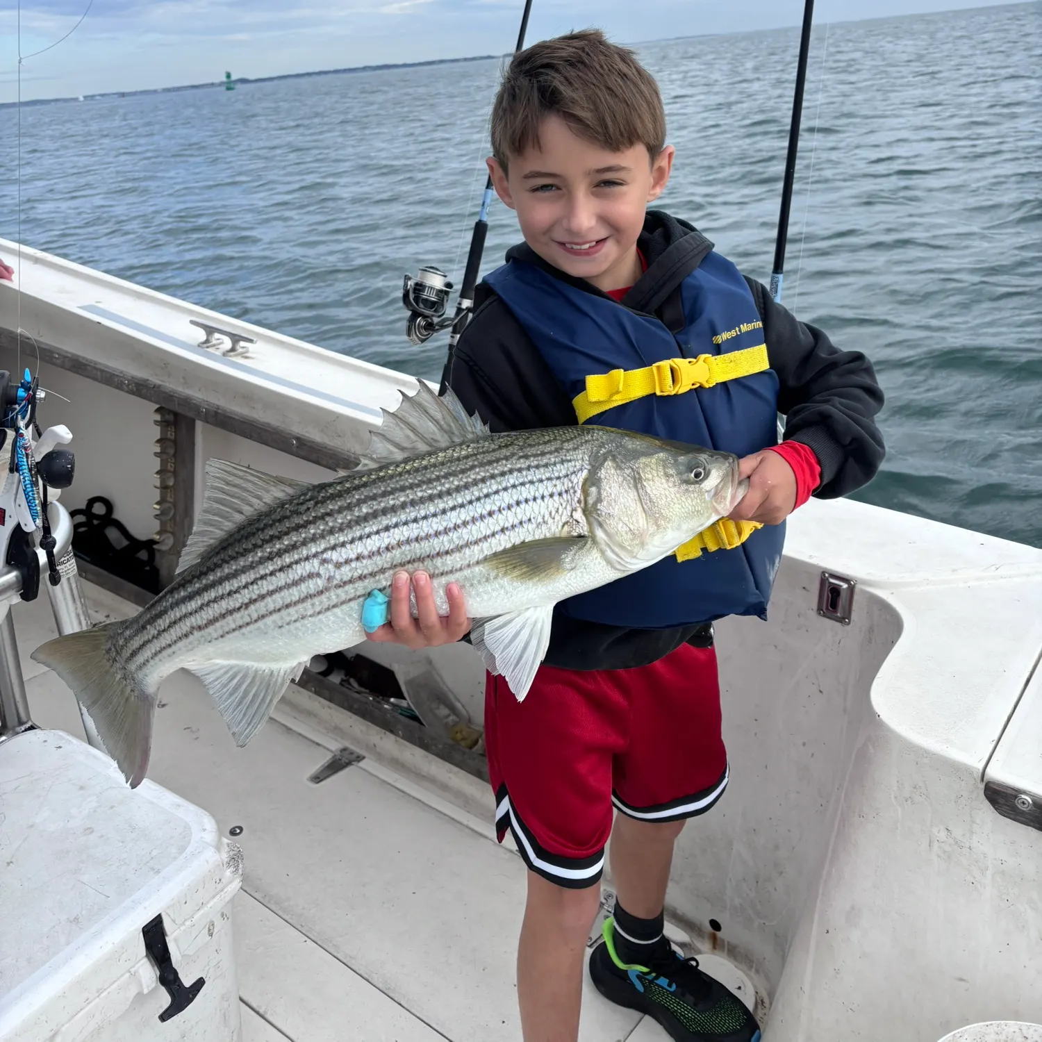 Striped bass caught on Fishbrain