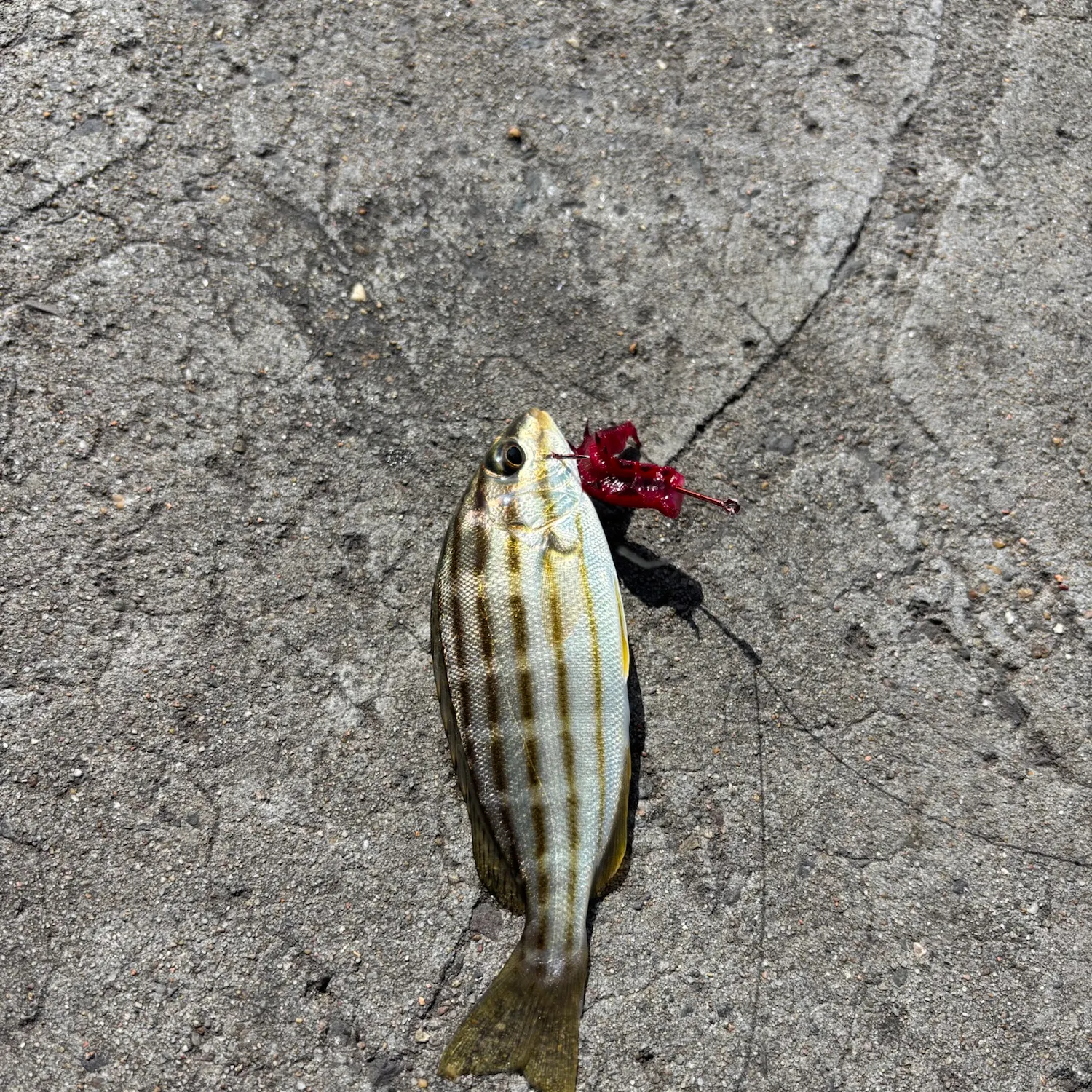 The most recent Striped trumpeter catches on Fishbrain