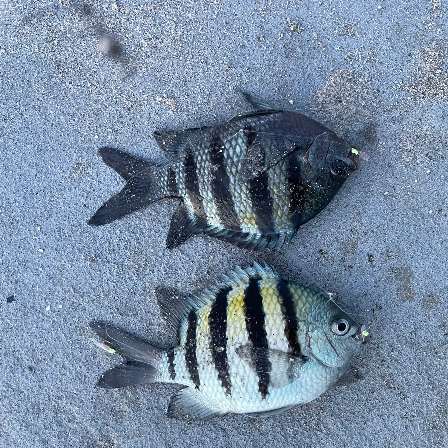 The most recent Panamic sergeant major catches on Fishbrain