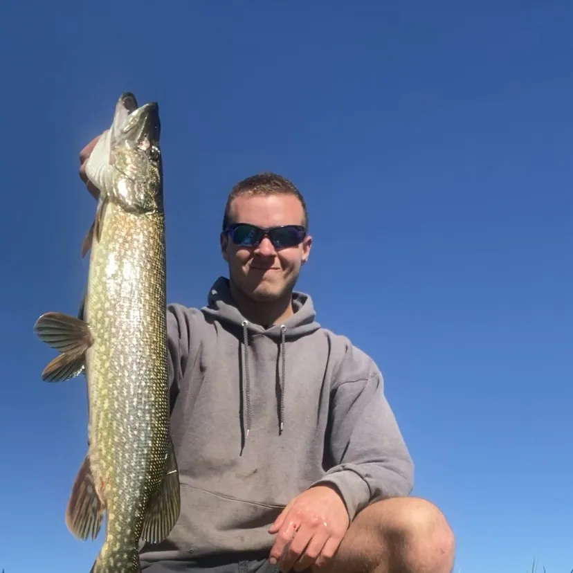 Northern pike caught on Fishbrain