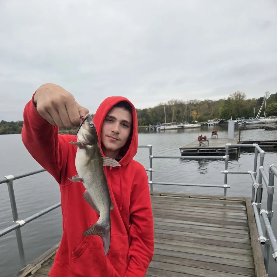 Channel catfish caught on Fishbrain