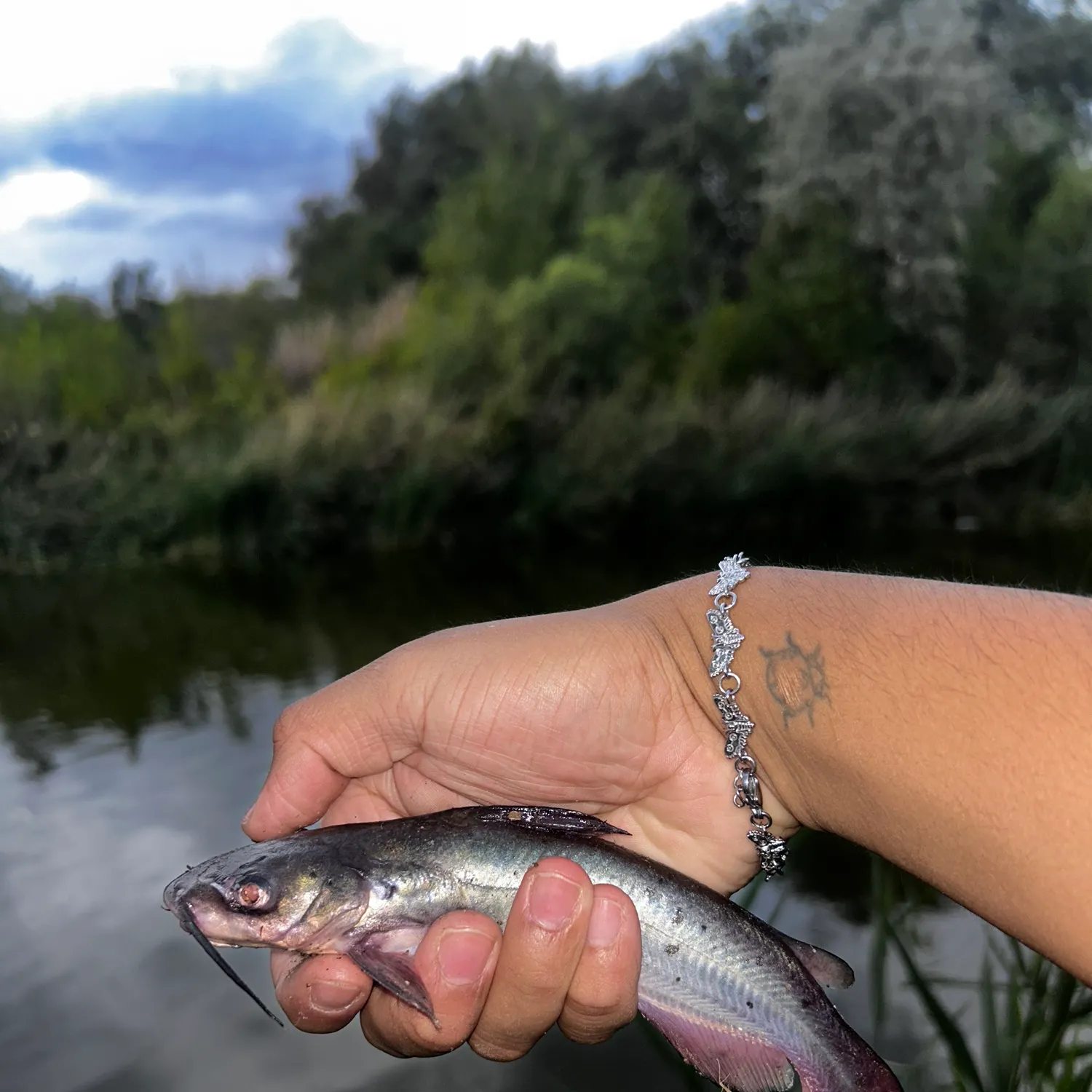 Channel catfish caught on Fishbrain