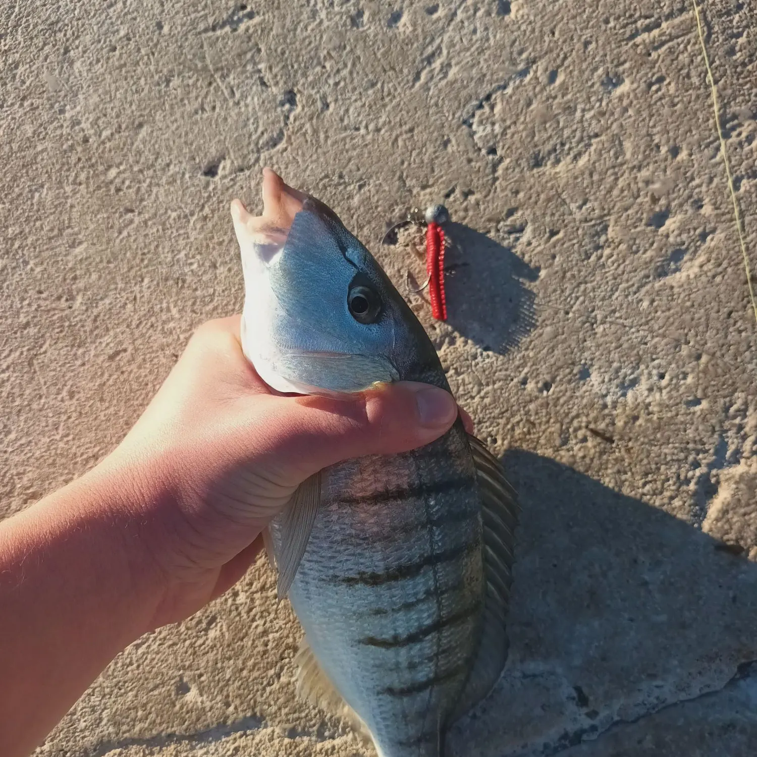 The most recent Striped seabream catches on Fishbrain
