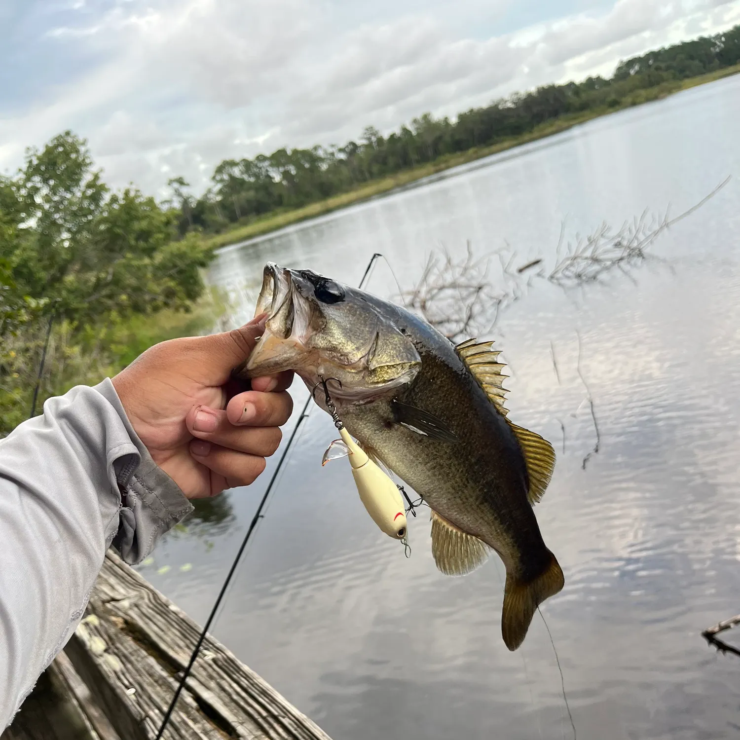 Largemouth bass caught on Fishbrain