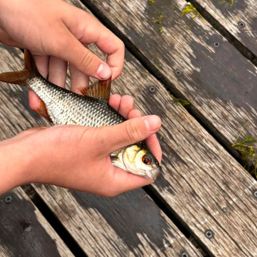 Common roach caught on Fishbrain