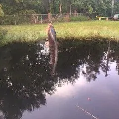The most recent Redbreast tilapia catches on Fishbrain