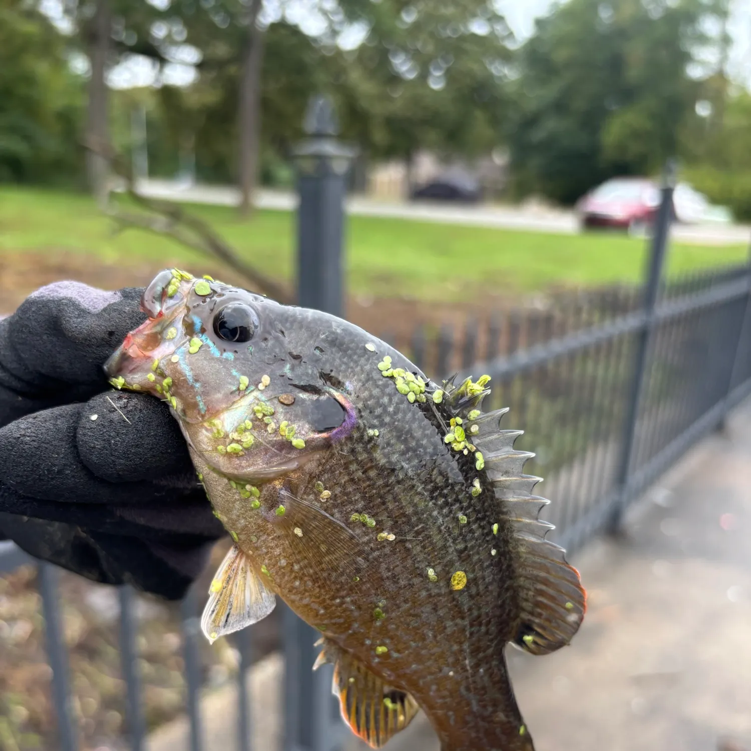 Green sunfish caught on Fishbrain