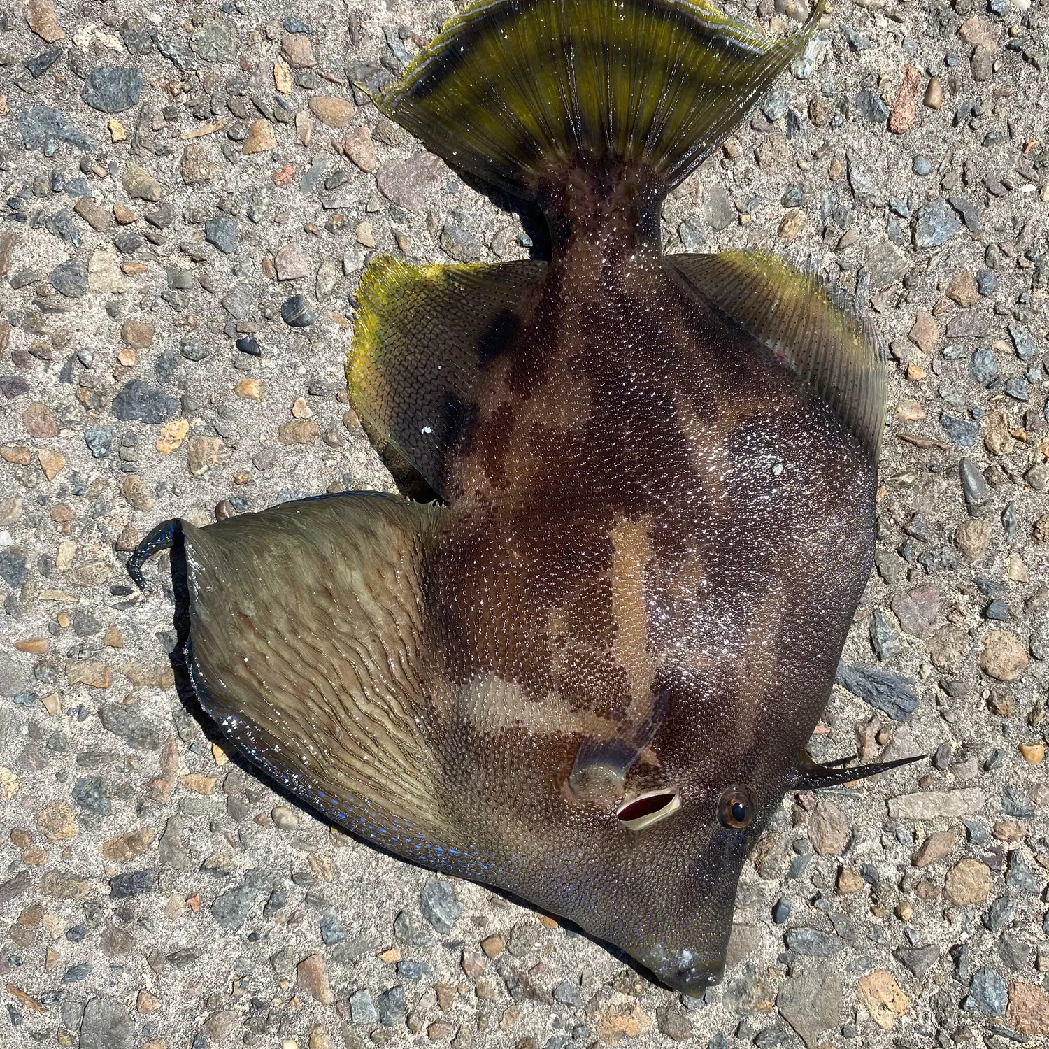 The most recent Fan-bellied leatherjacket catches on Fishbrain