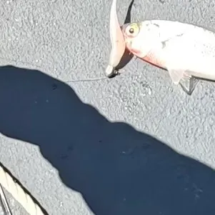 The most recent Atlantic herring catches on Fishbrain