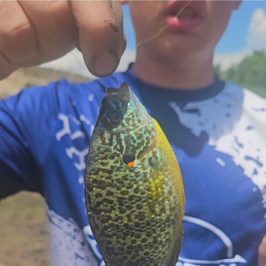 Pumpkinseed caught on Fishbrain