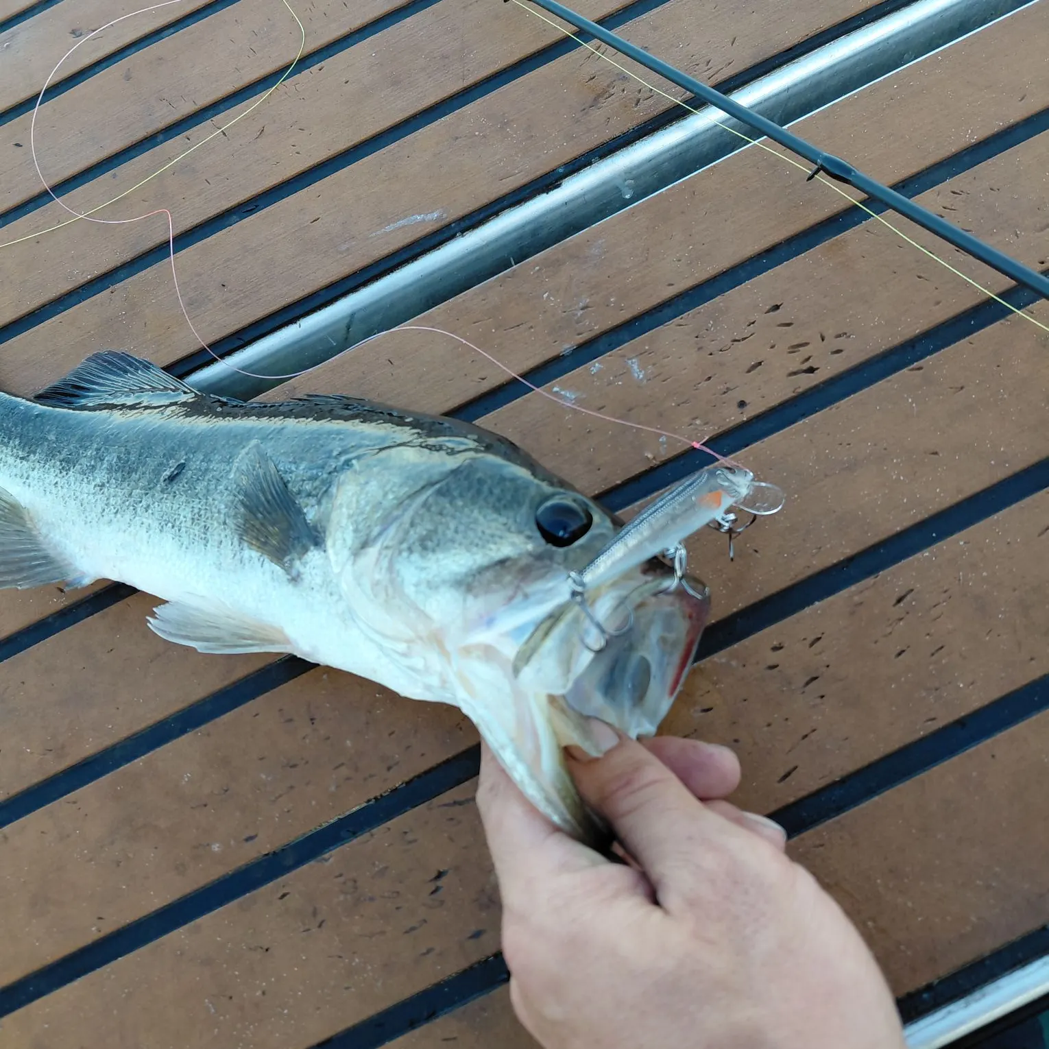 Largemouth bass caught on Fishbrain