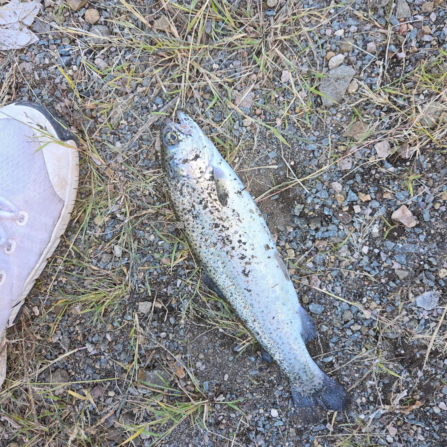 Rainbow trout caught on Fishbrain