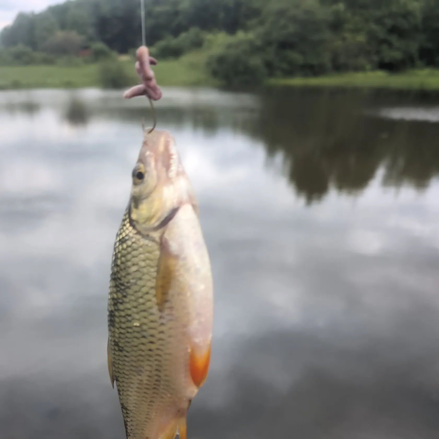 Common roach caught on Fishbrain