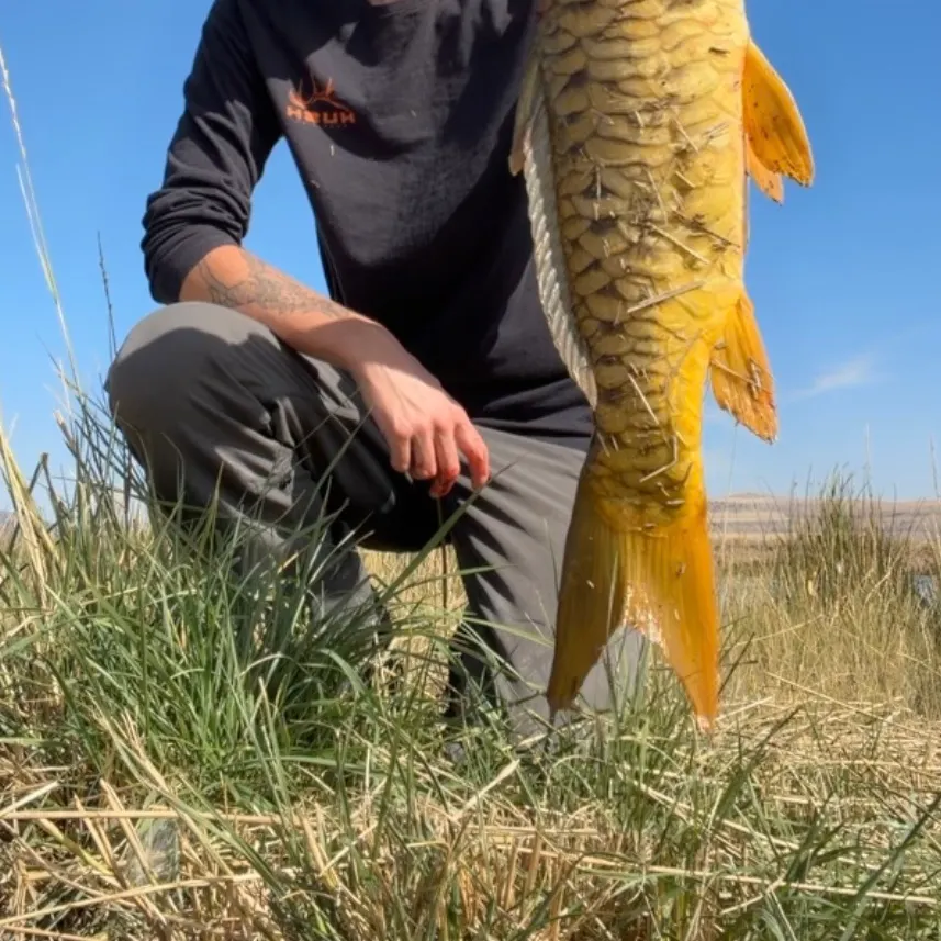 Mirror carp caught on Fishbrain