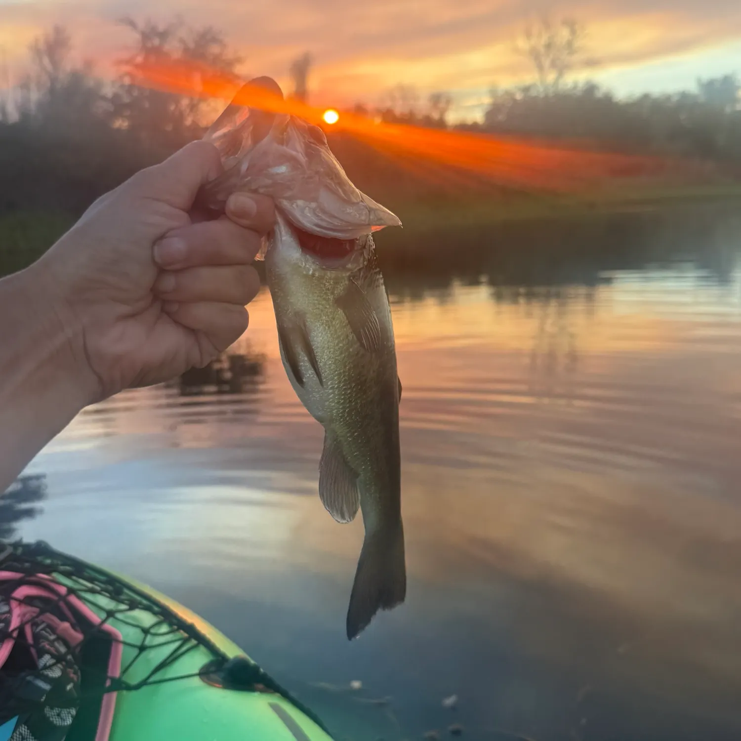 Fish caught on Fishbrain