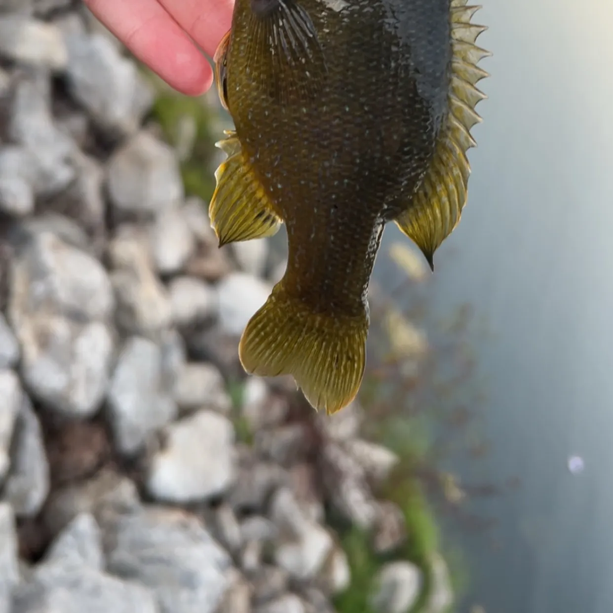 Green sunfish caught on Fishbrain