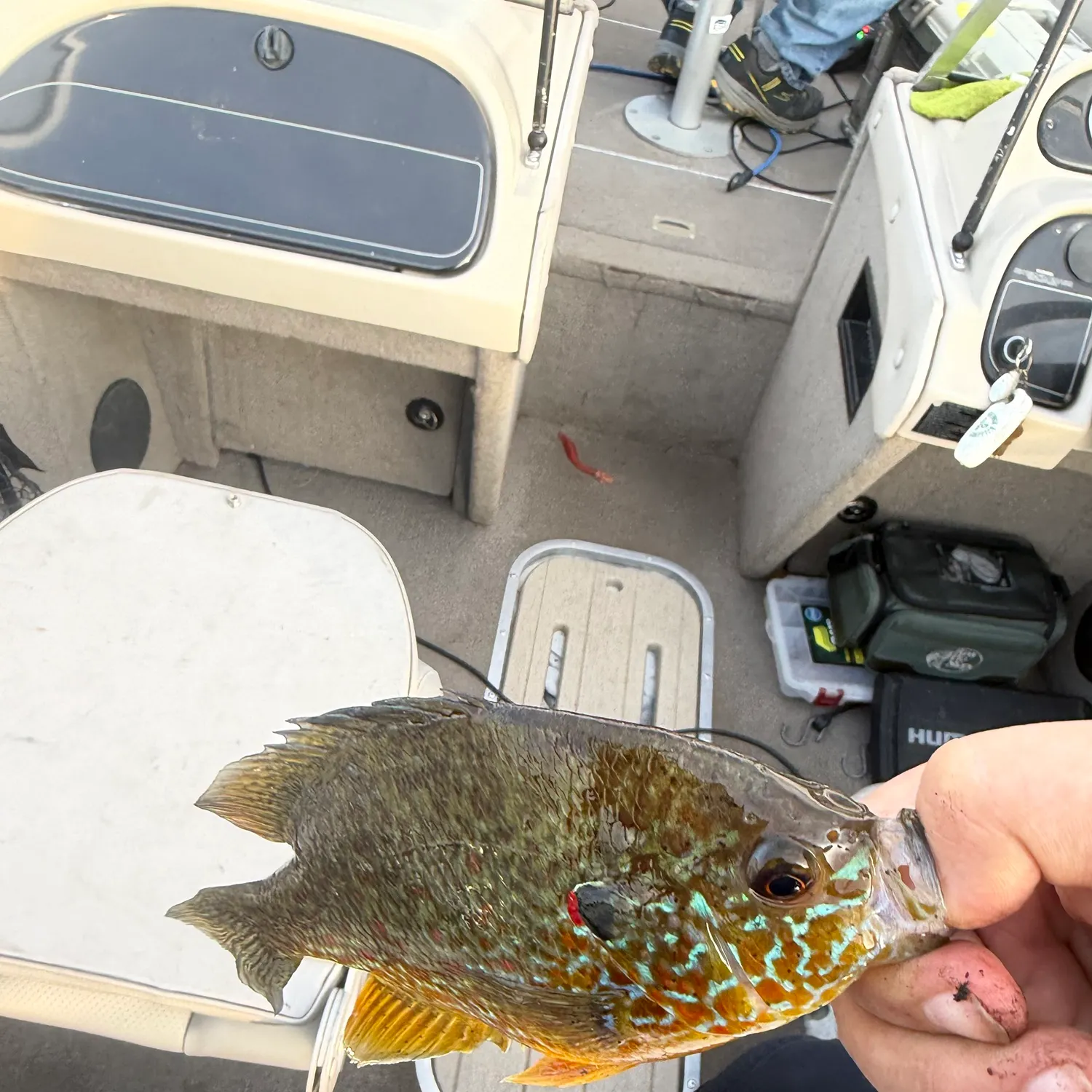 Pumpkinseed caught on Fishbrain