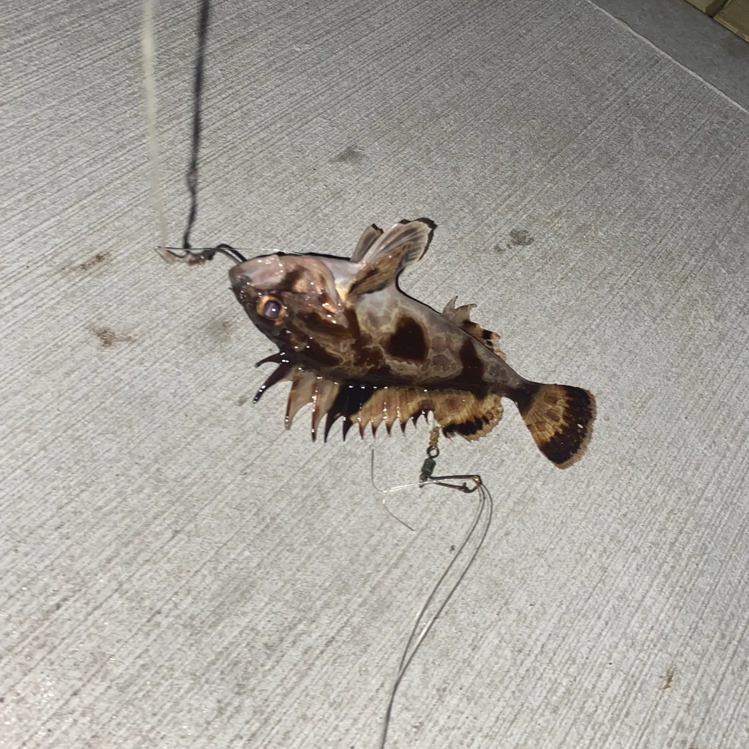 recently logged catches