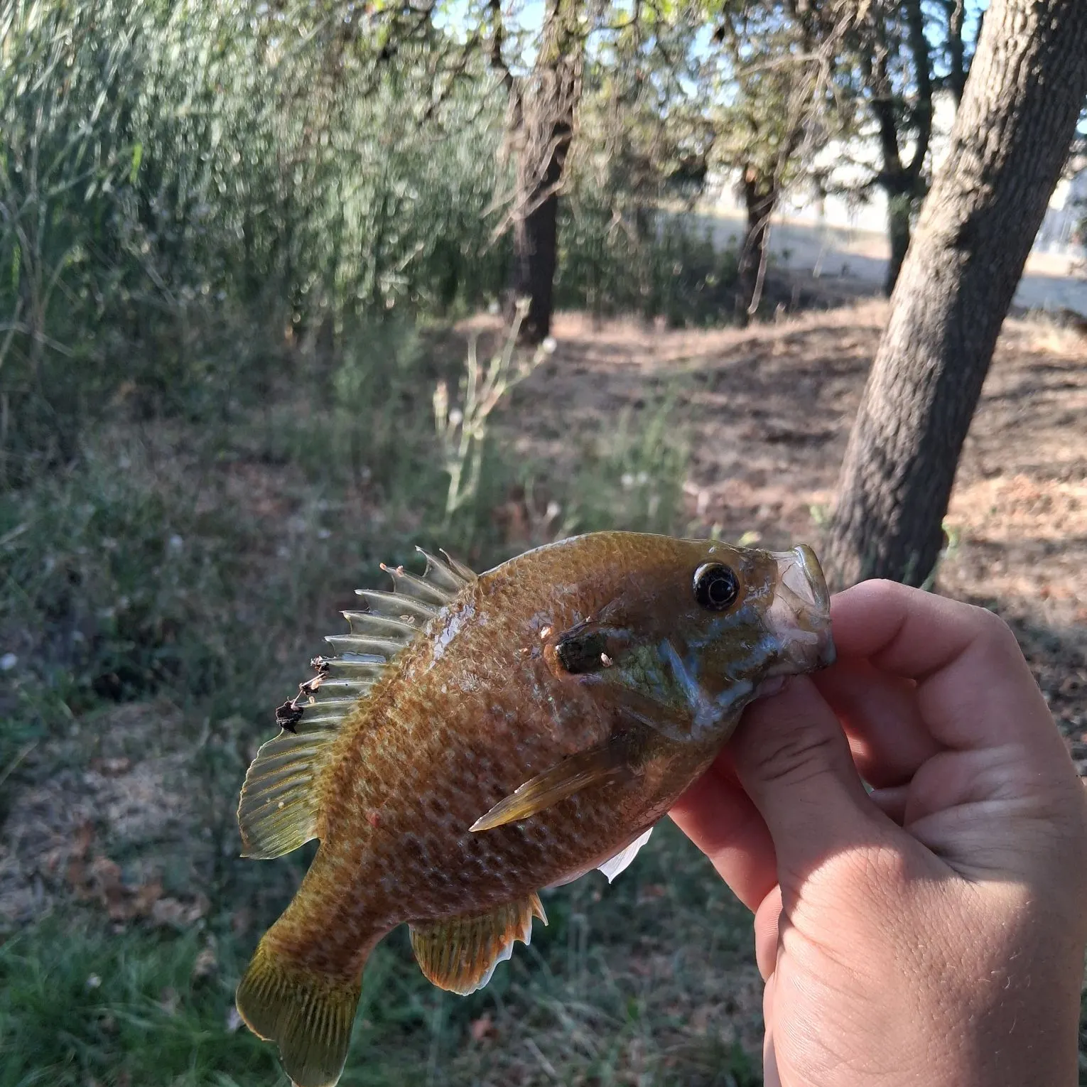 Greengill hybrid caught on Fishbrain