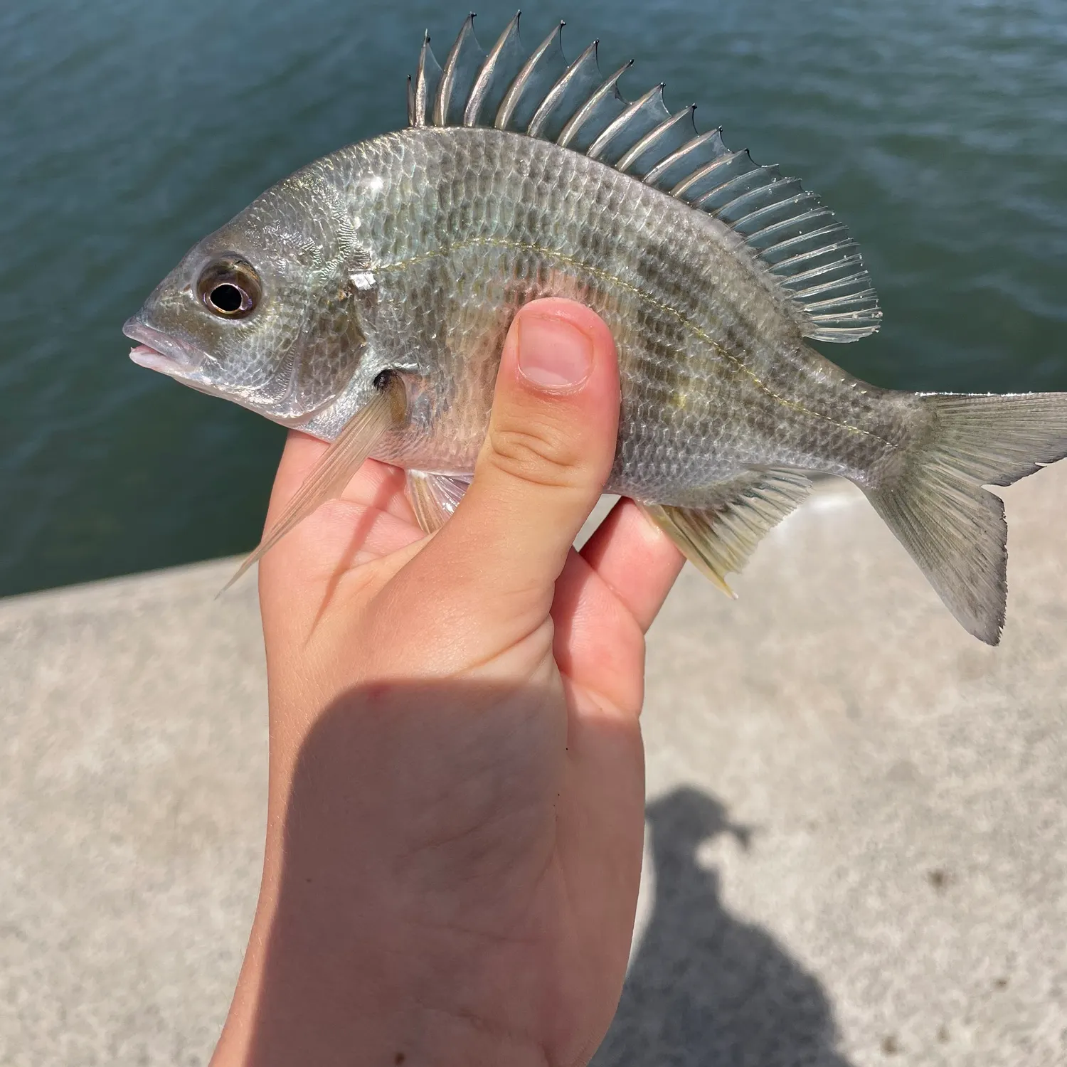 Surf bream caught on Fishbrain