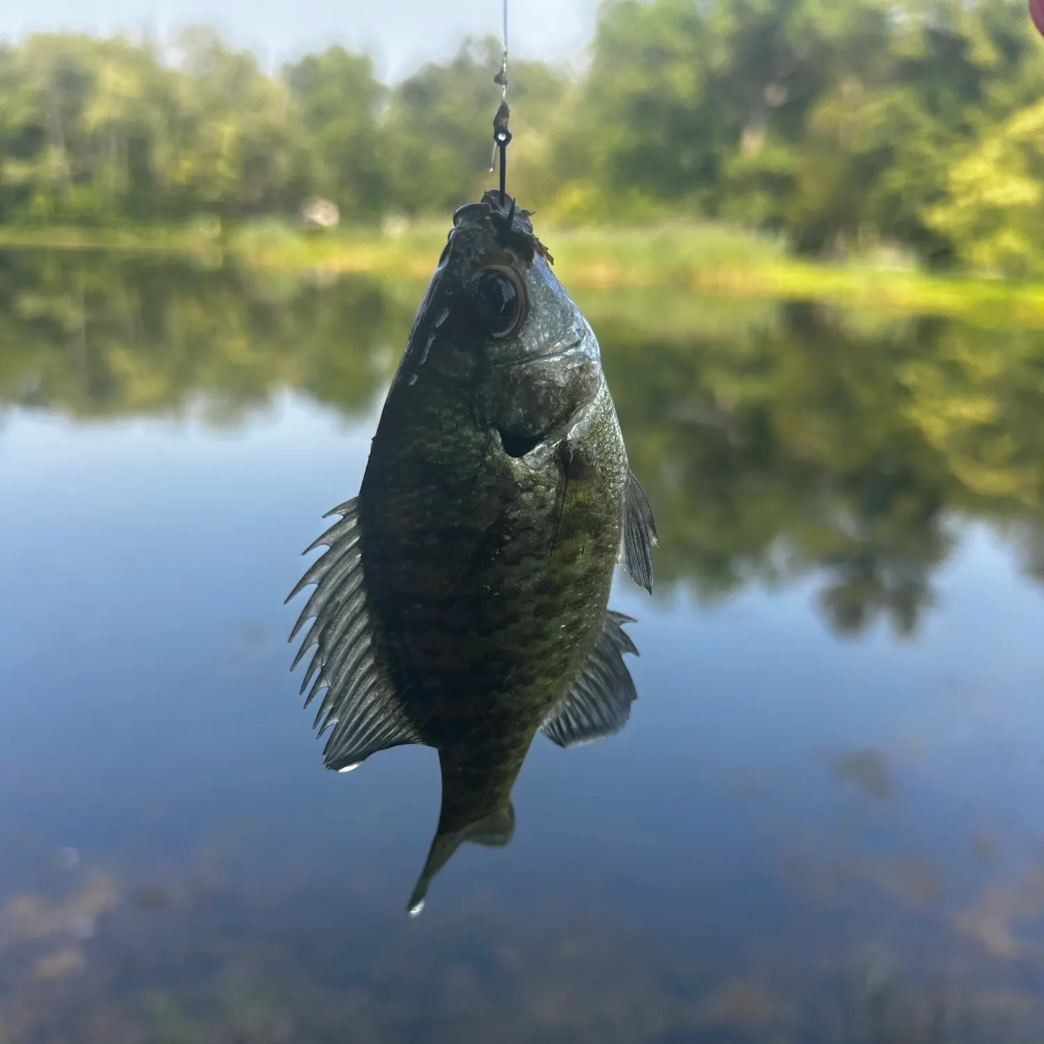 Bluegill caught on Fishbrain
