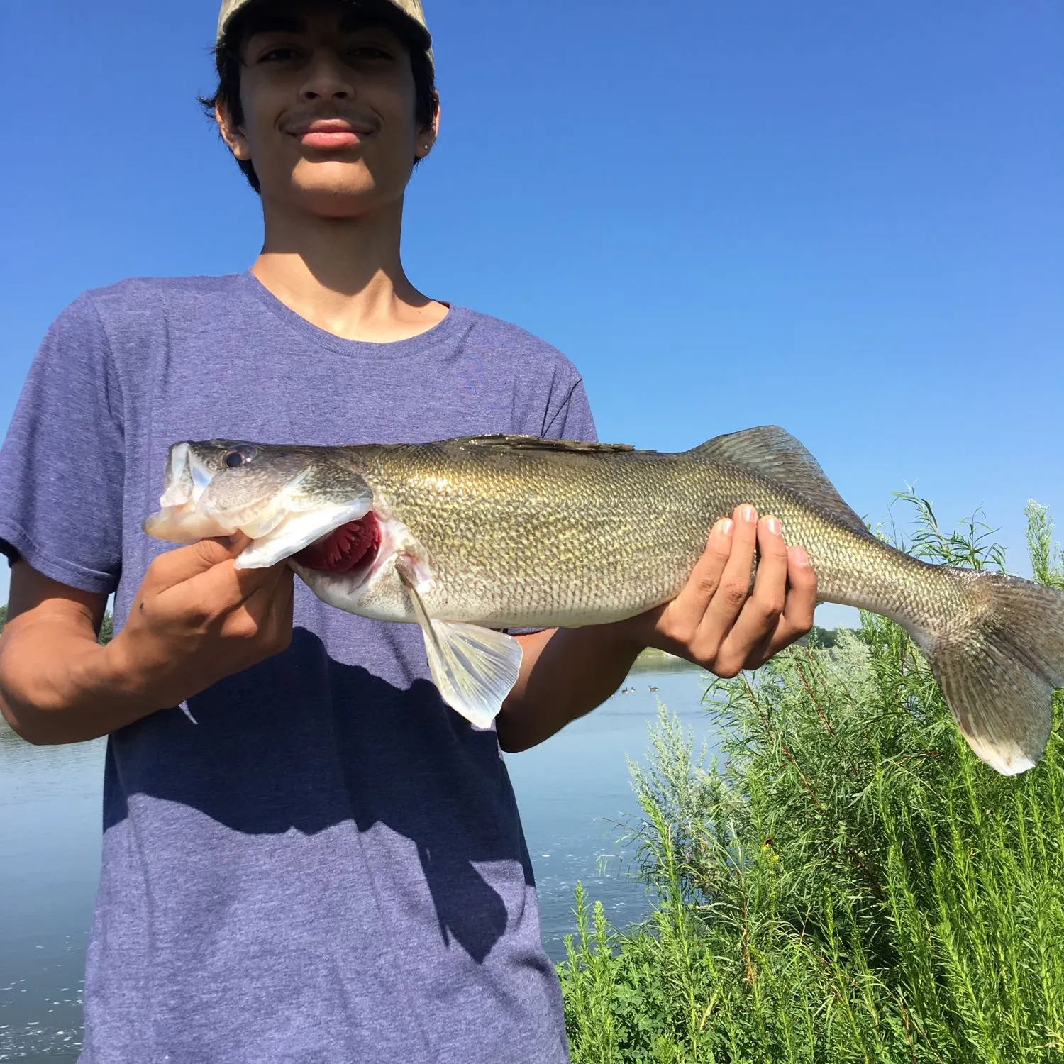 Walleye caught on Fishbrain
