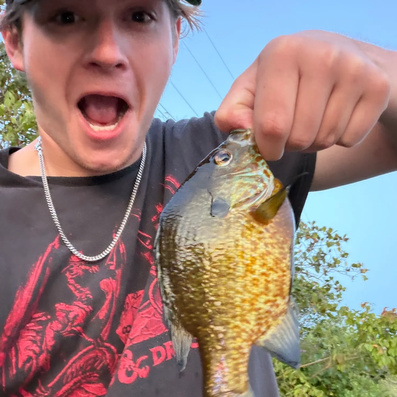 Bluegill caught on Fishbrain