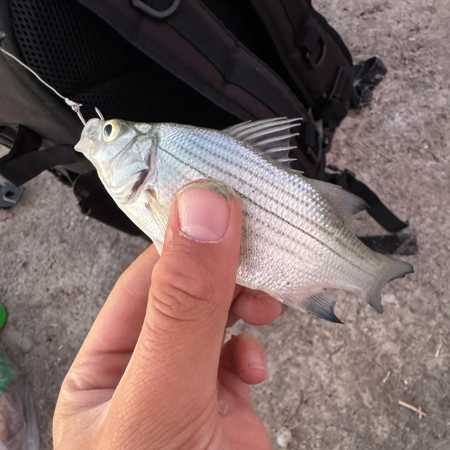 White bass caught on Fishbrain