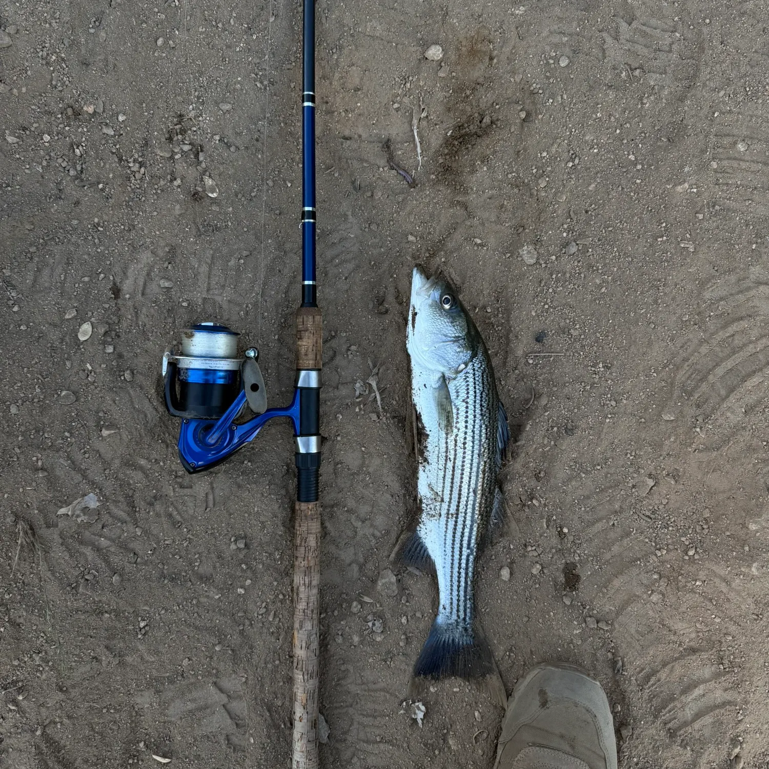 The most recent Striped bass catches on Fishbrain