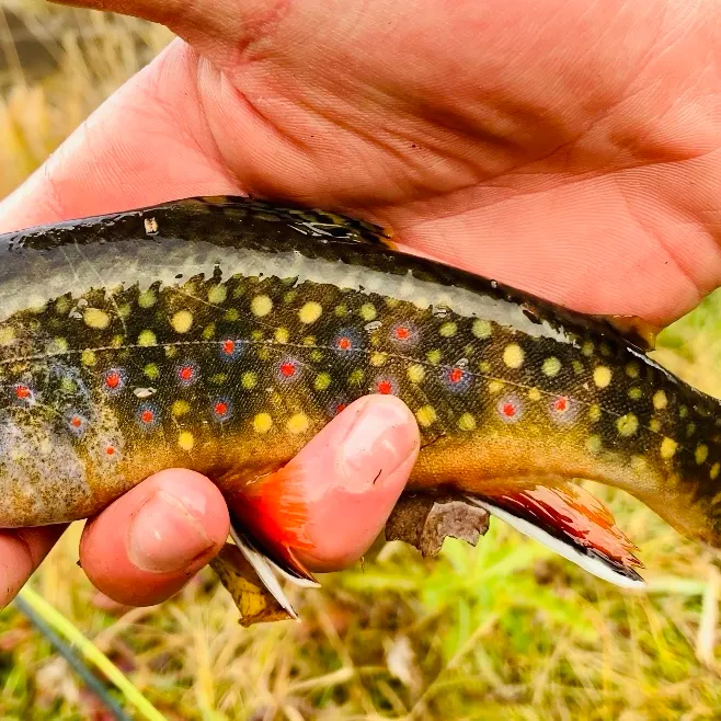 The most recent Brook trout catches on Fishbrain