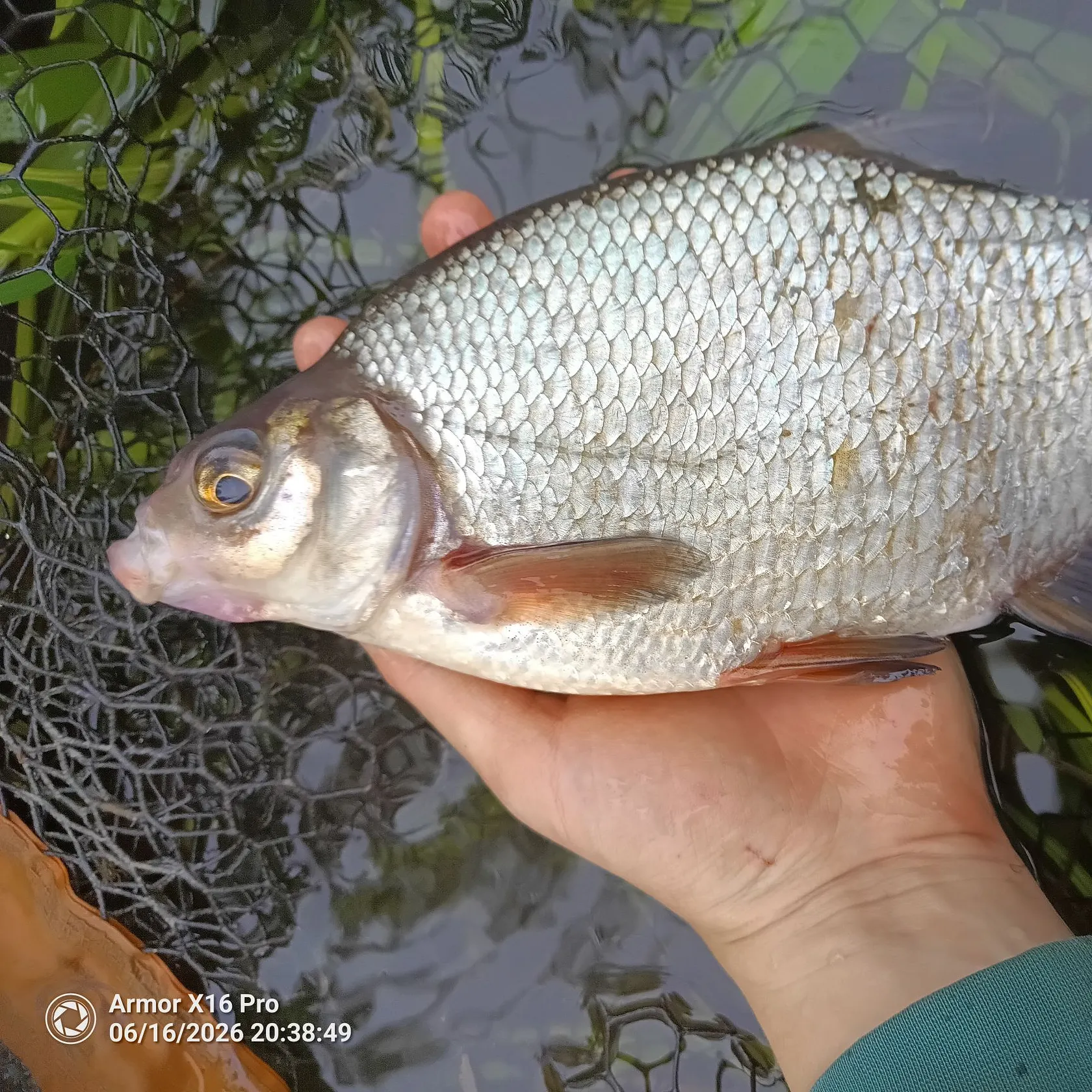 The most recent White bream catches on Fishbrain