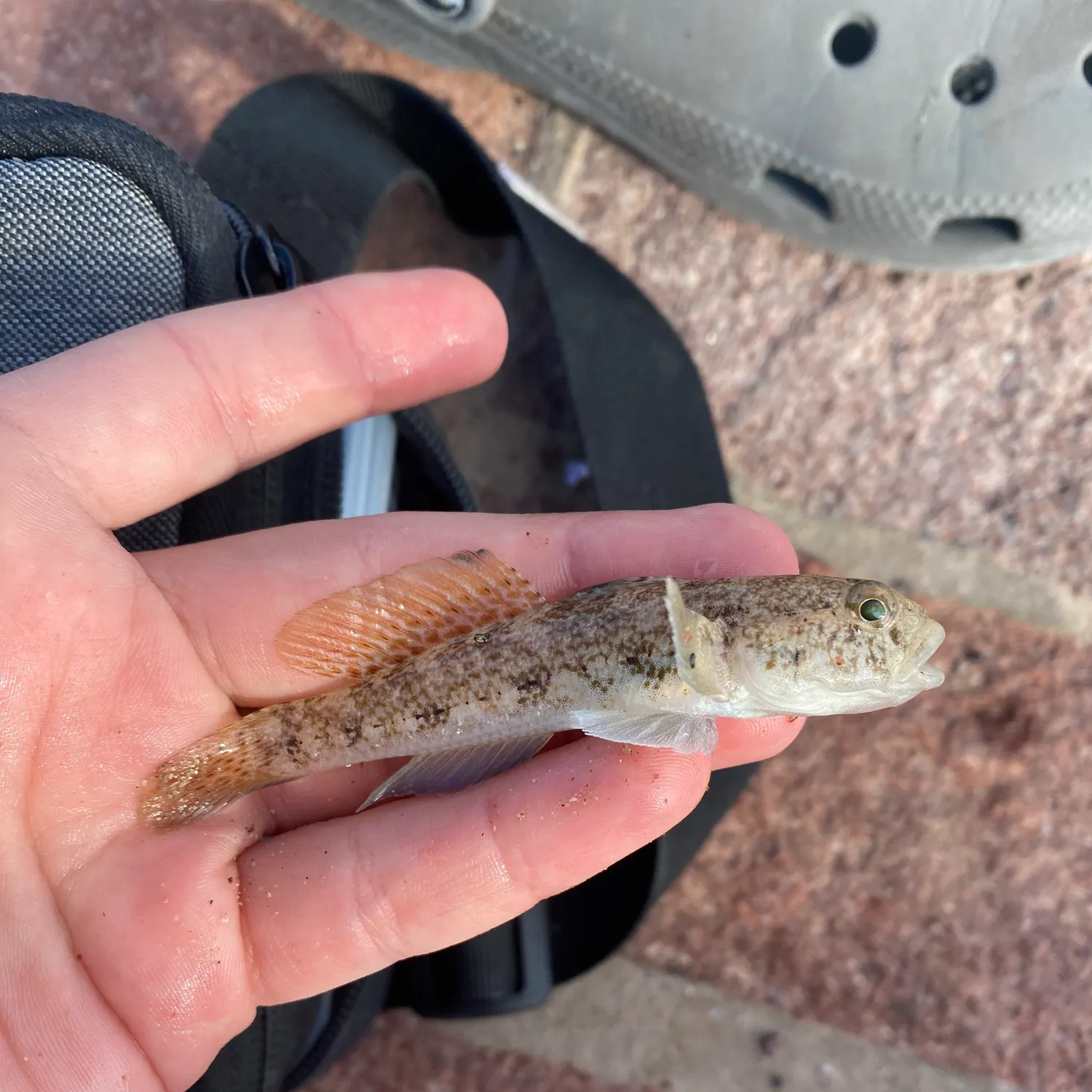 The most recent Round goby catches on Fishbrain