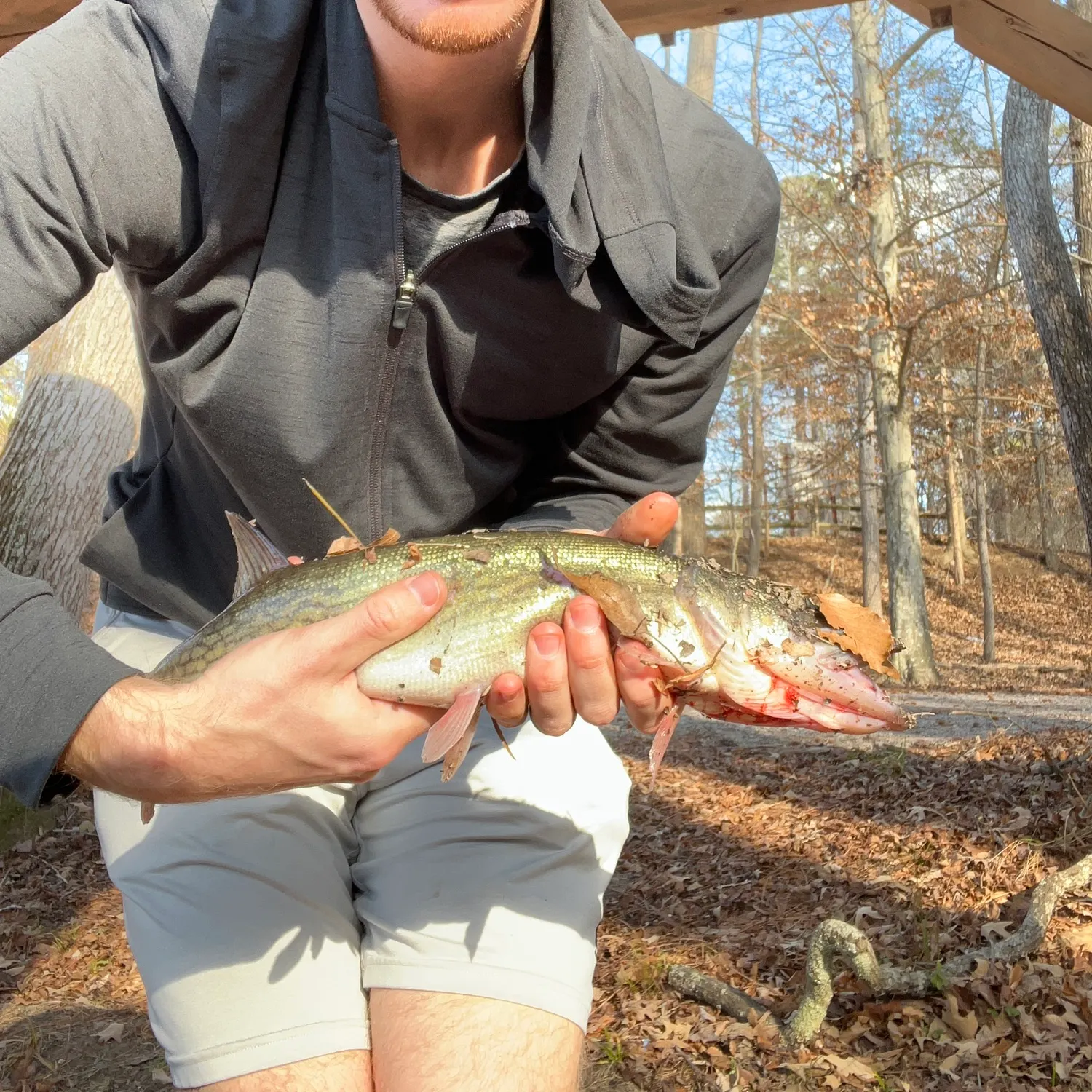 The most recent Chain pickerel catches on Fishbrain