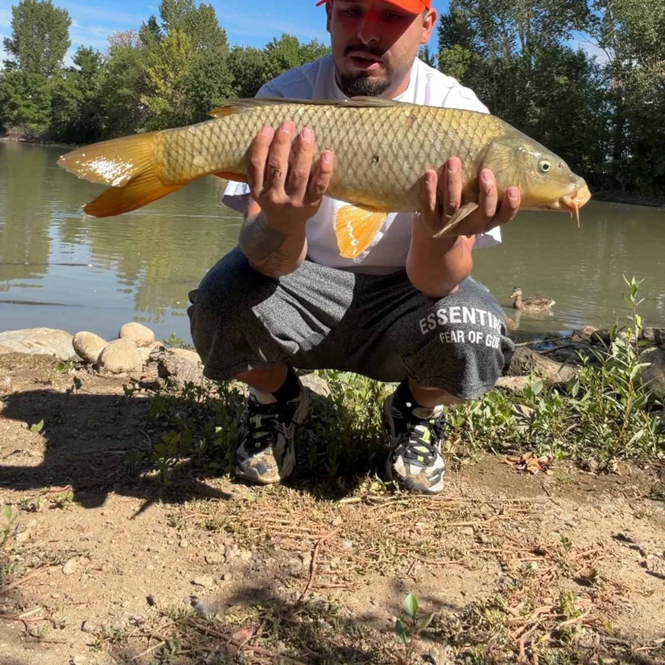 Common carp caught on Fishbrain