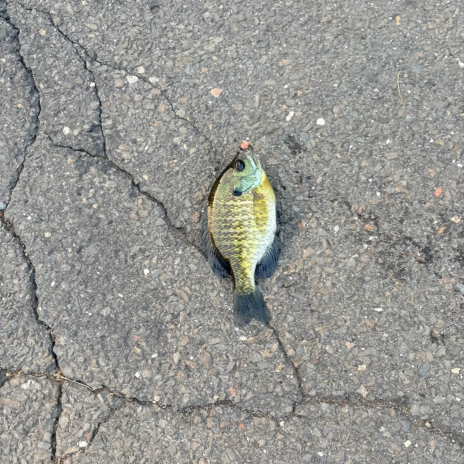 Bluegill caught on Fishbrain