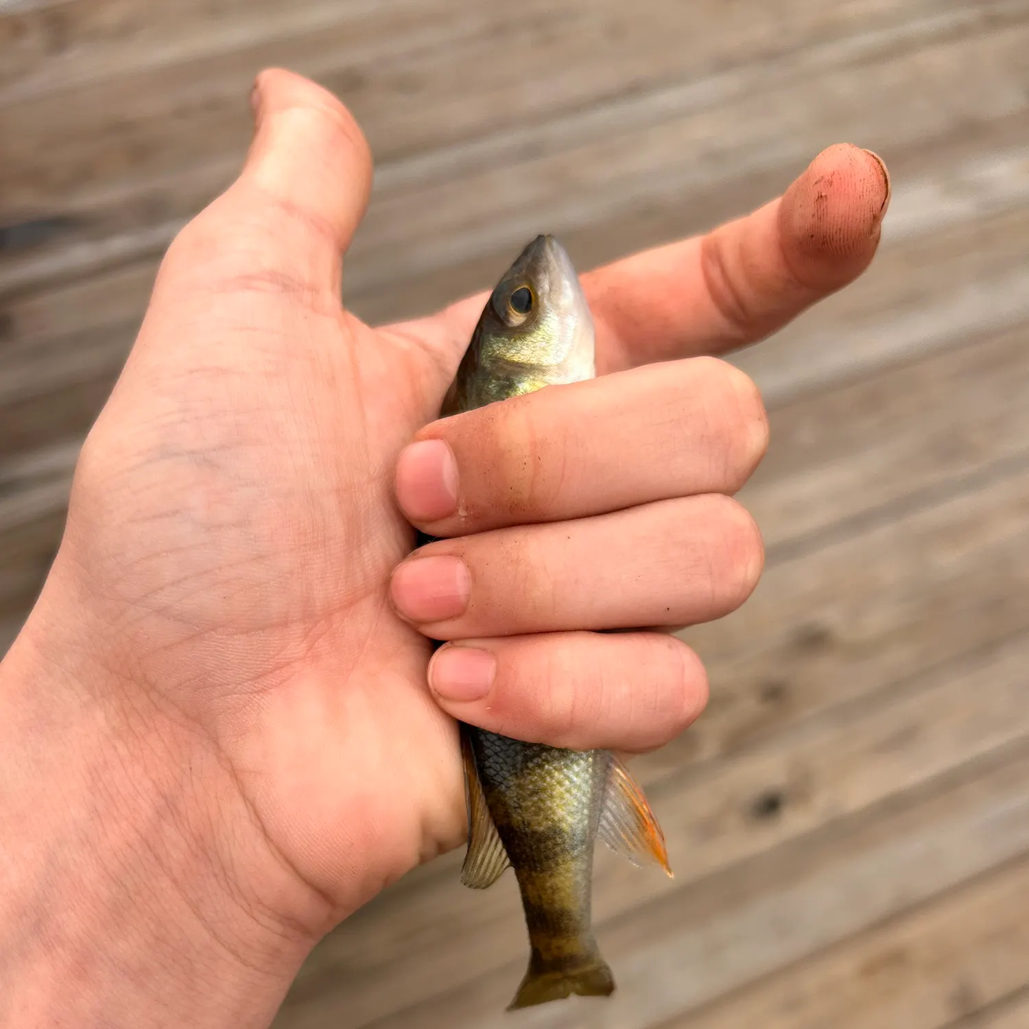 Yellow perch caught on Fishbrain