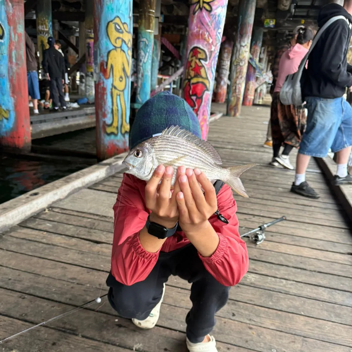 The most recent Goldlined seabream catches on Fishbrain