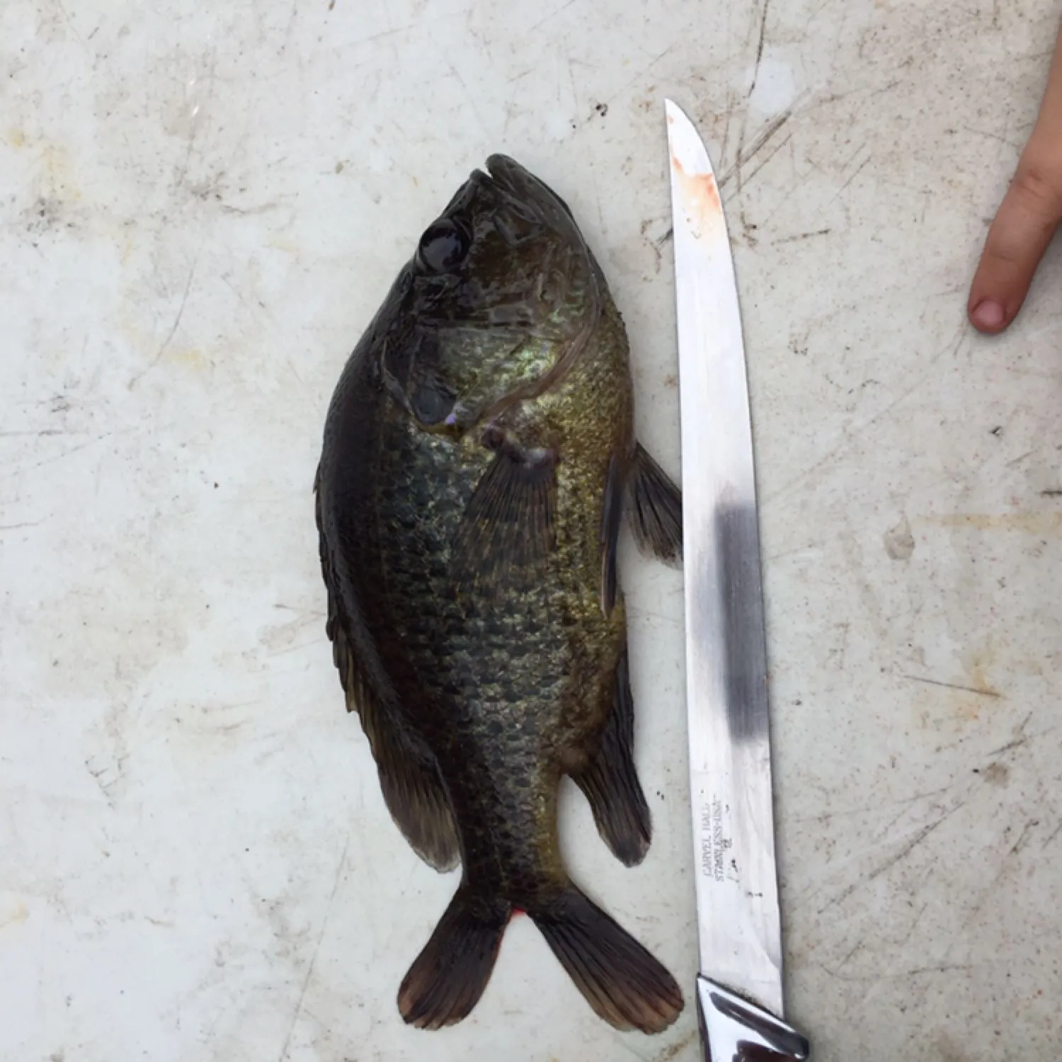 recently logged catches