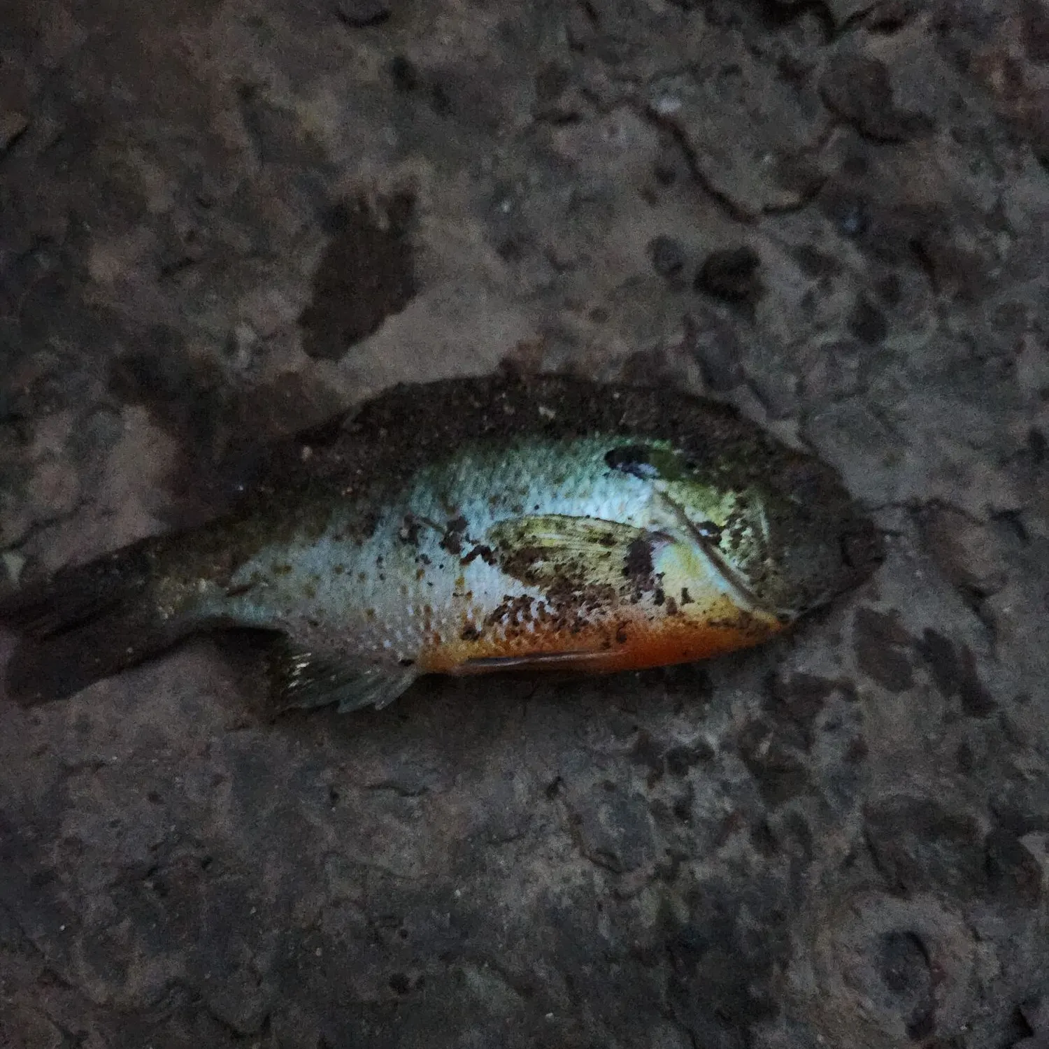 Redbreast sunfish caught on Fishbrain