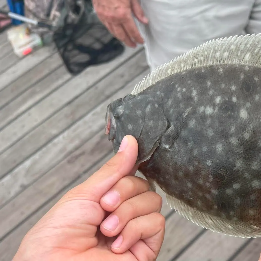 Summer flounder caught on Fishbrain