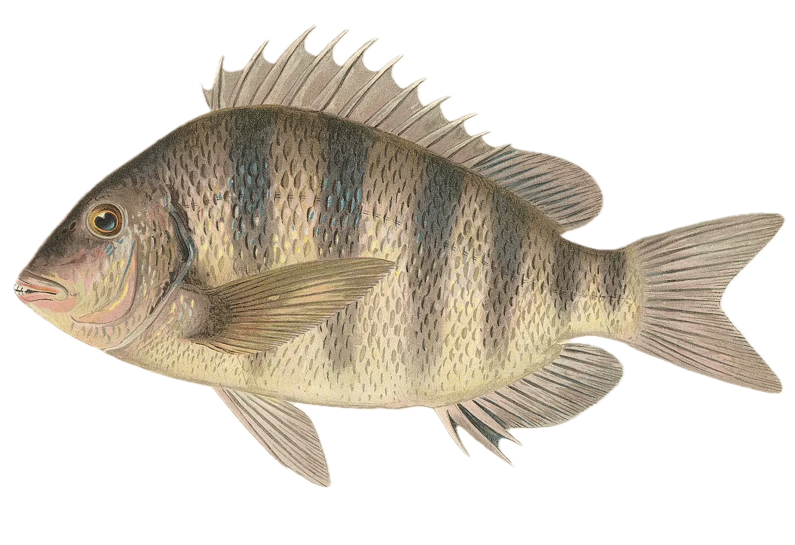 Sheepshead