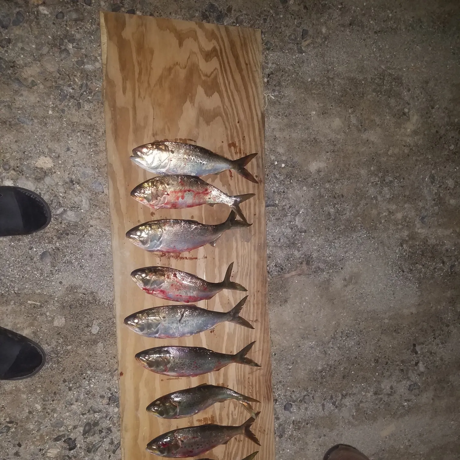recently logged catches