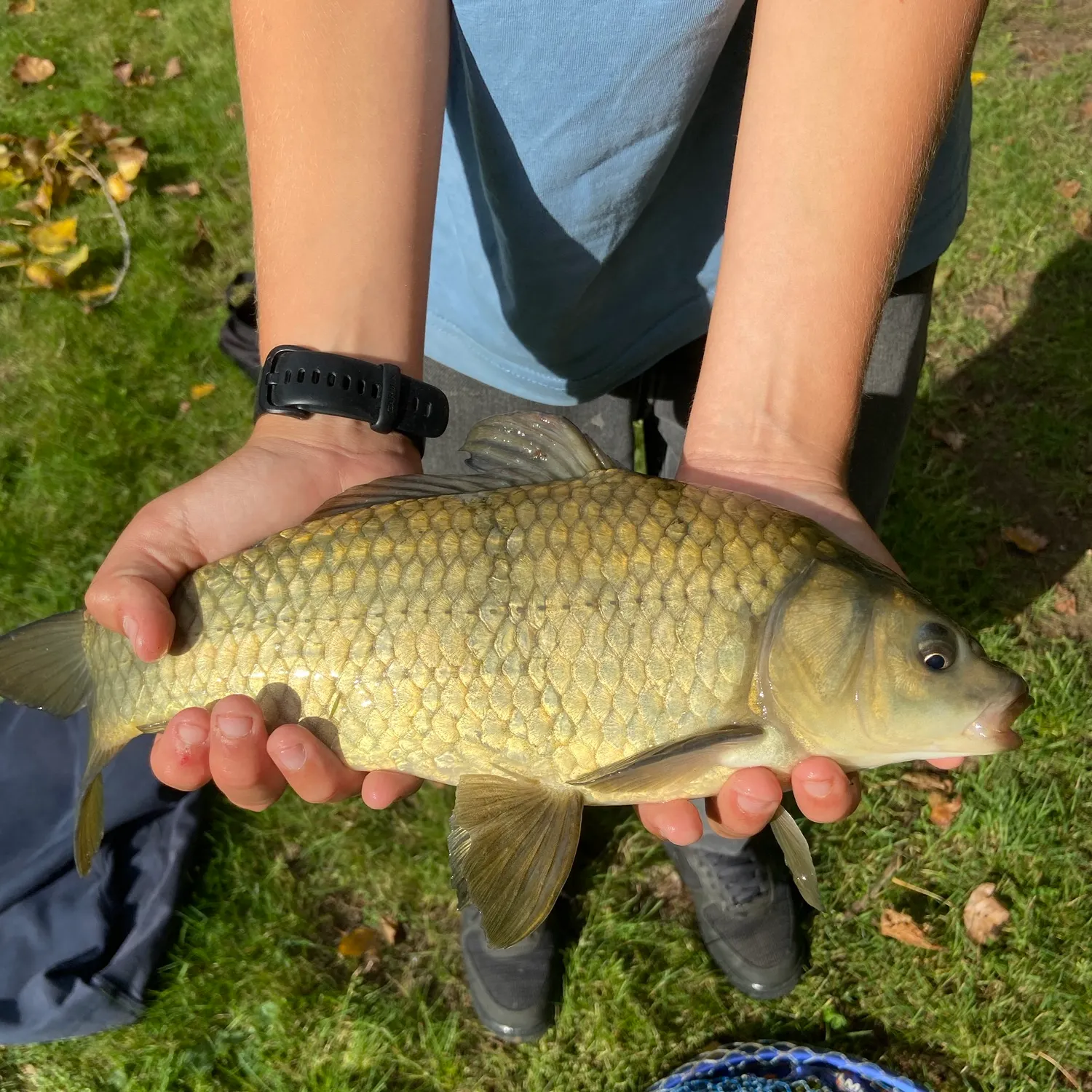 Common carp caught on Fishbrain