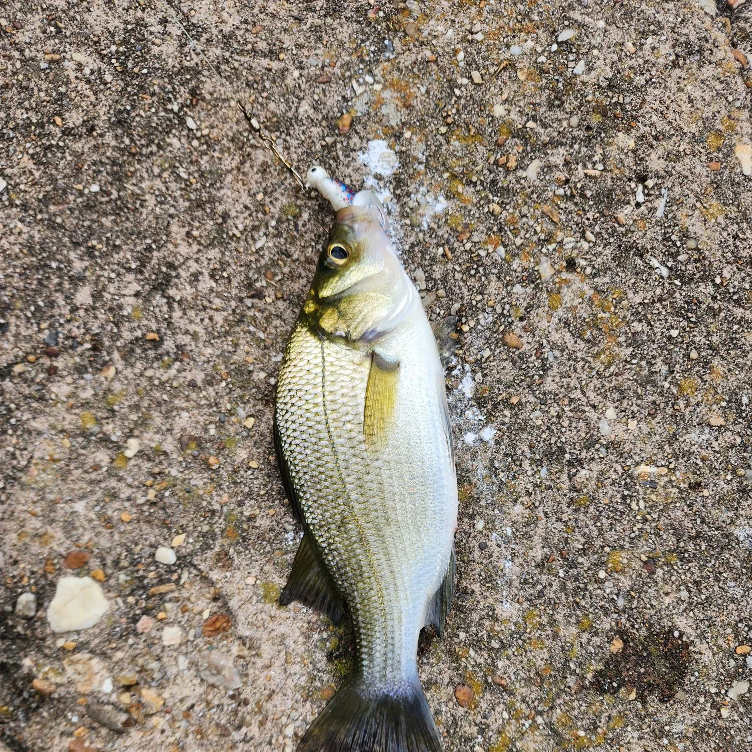 White perch caught on Fishbrain