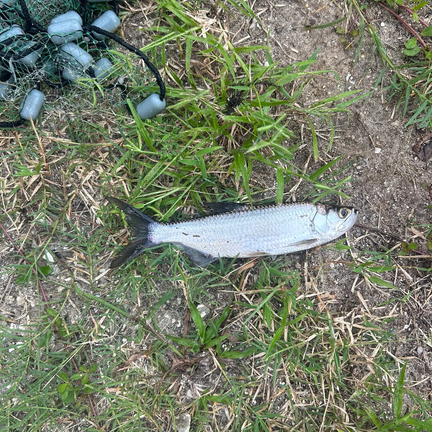 Tarpon caught on Fishbrain