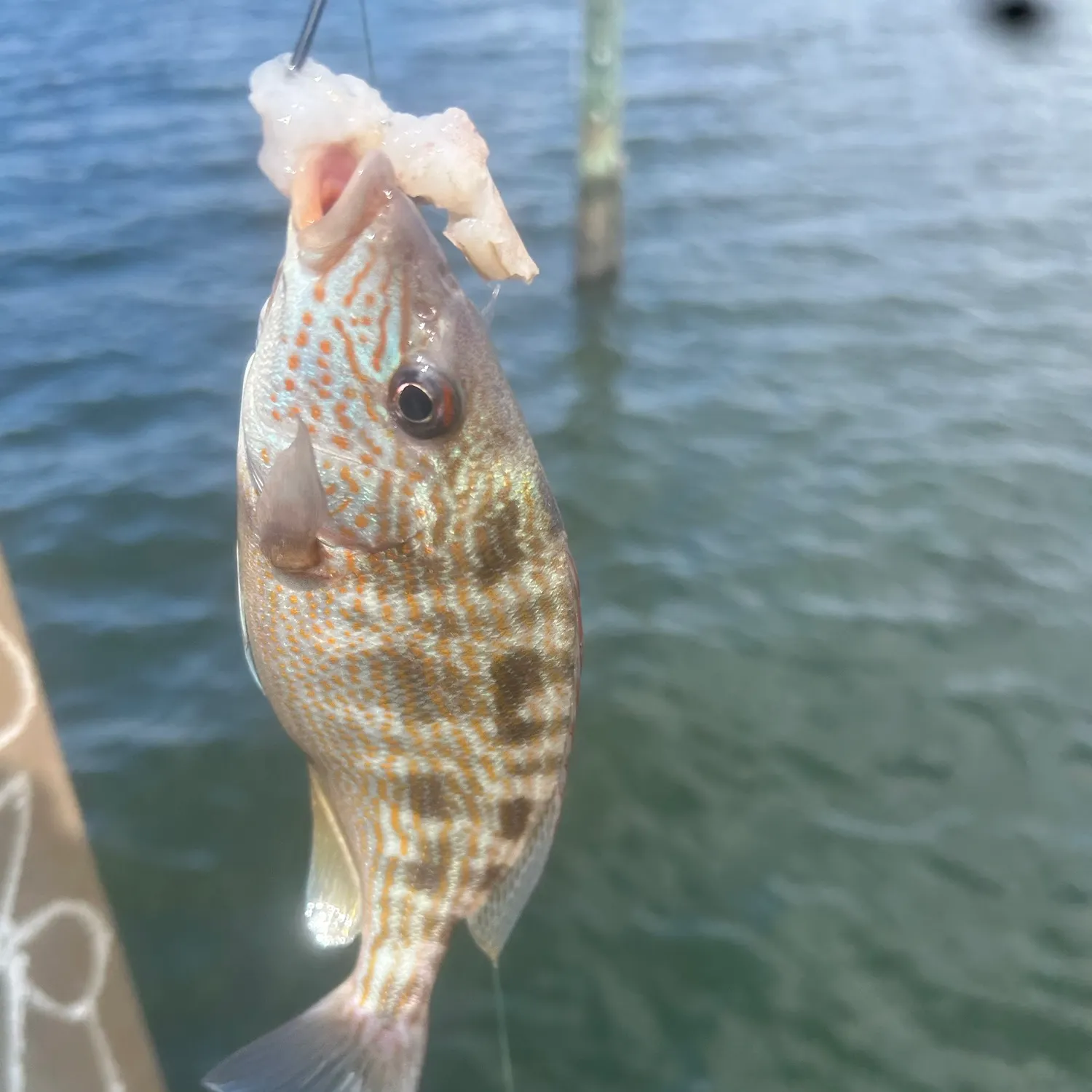 Pigfish caught on Fishbrain