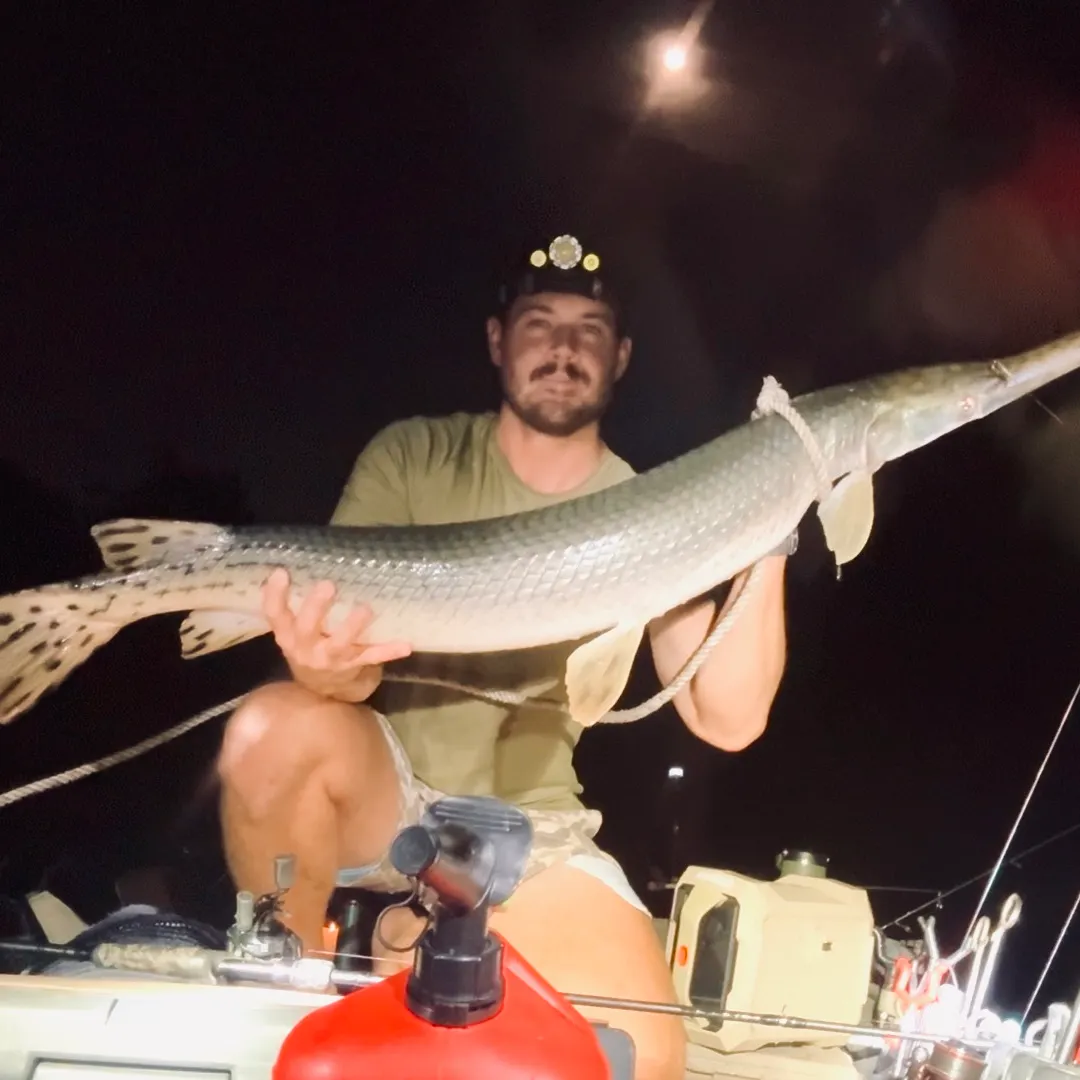 Longnose gar caught on Fishbrain