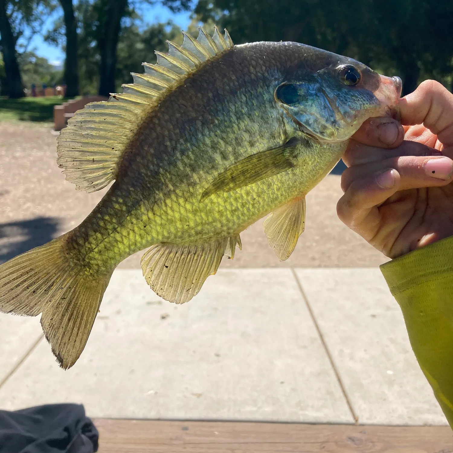 The most recent Redear x bluegill catches on Fishbrain